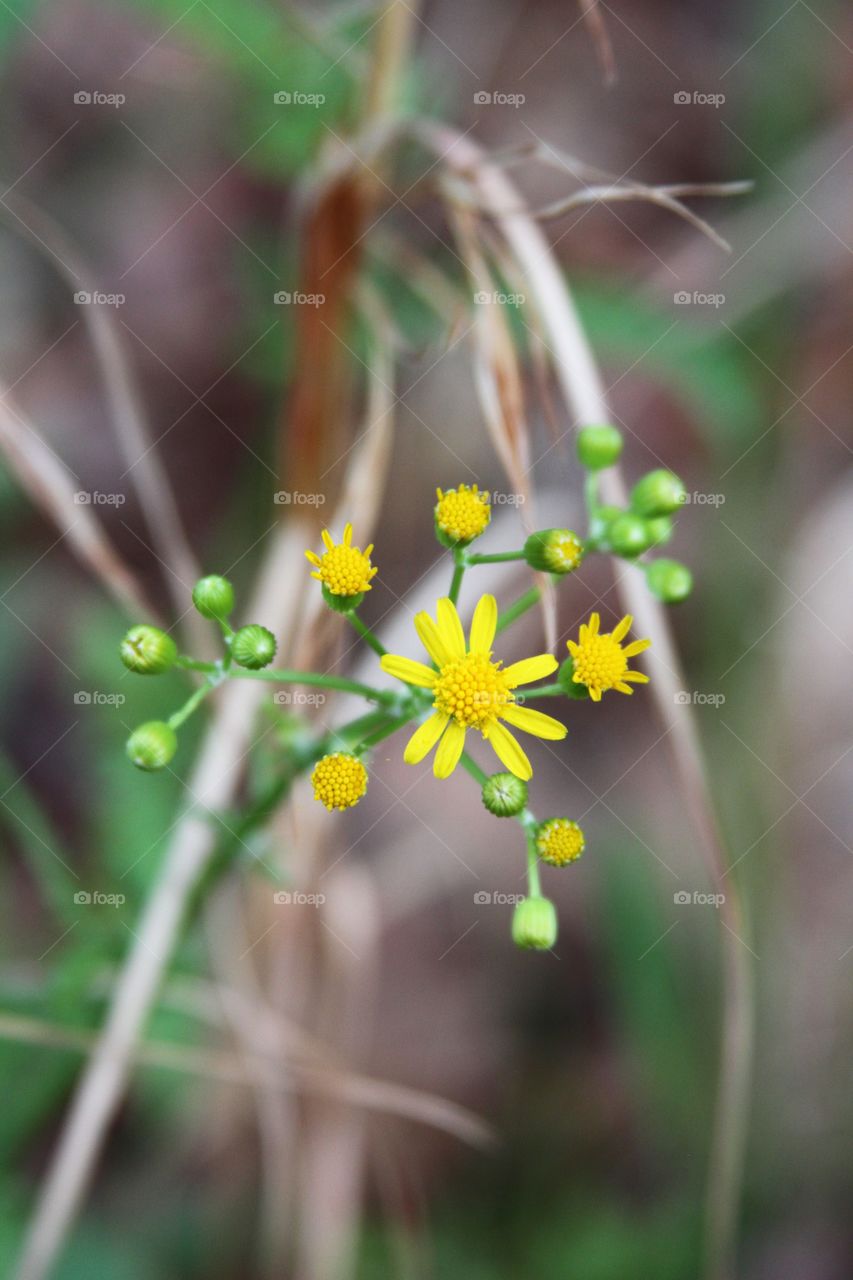 yellow flowers.