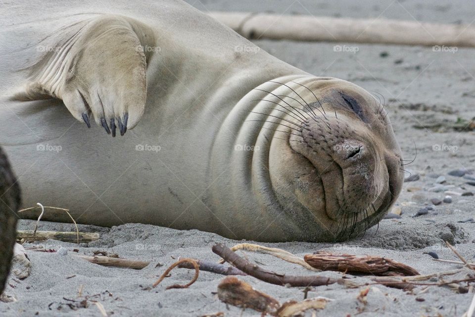 Steller Sea Lions hauled out on a buoy in the Salish Sea