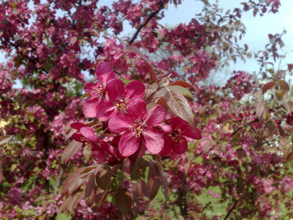 red pink flower blossom trees italian park