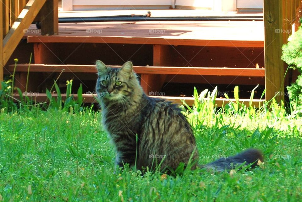 Cat in the grass