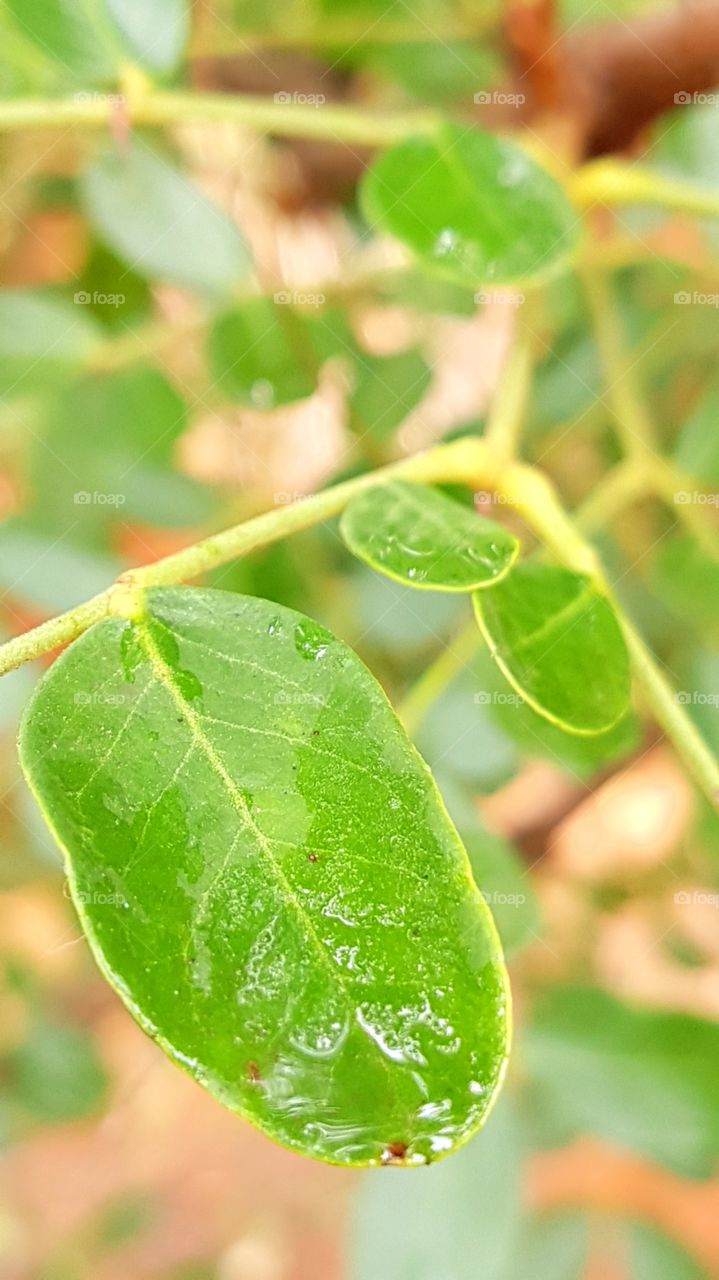 Green leaf wet