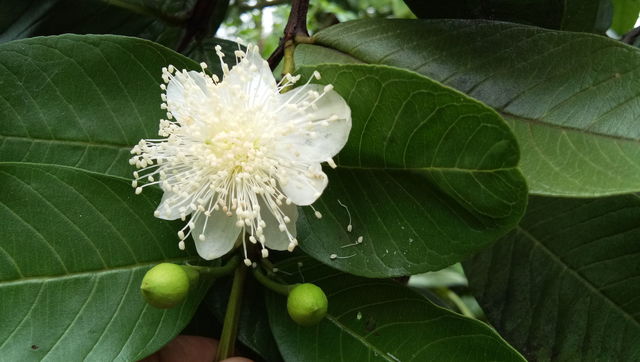 Blooming