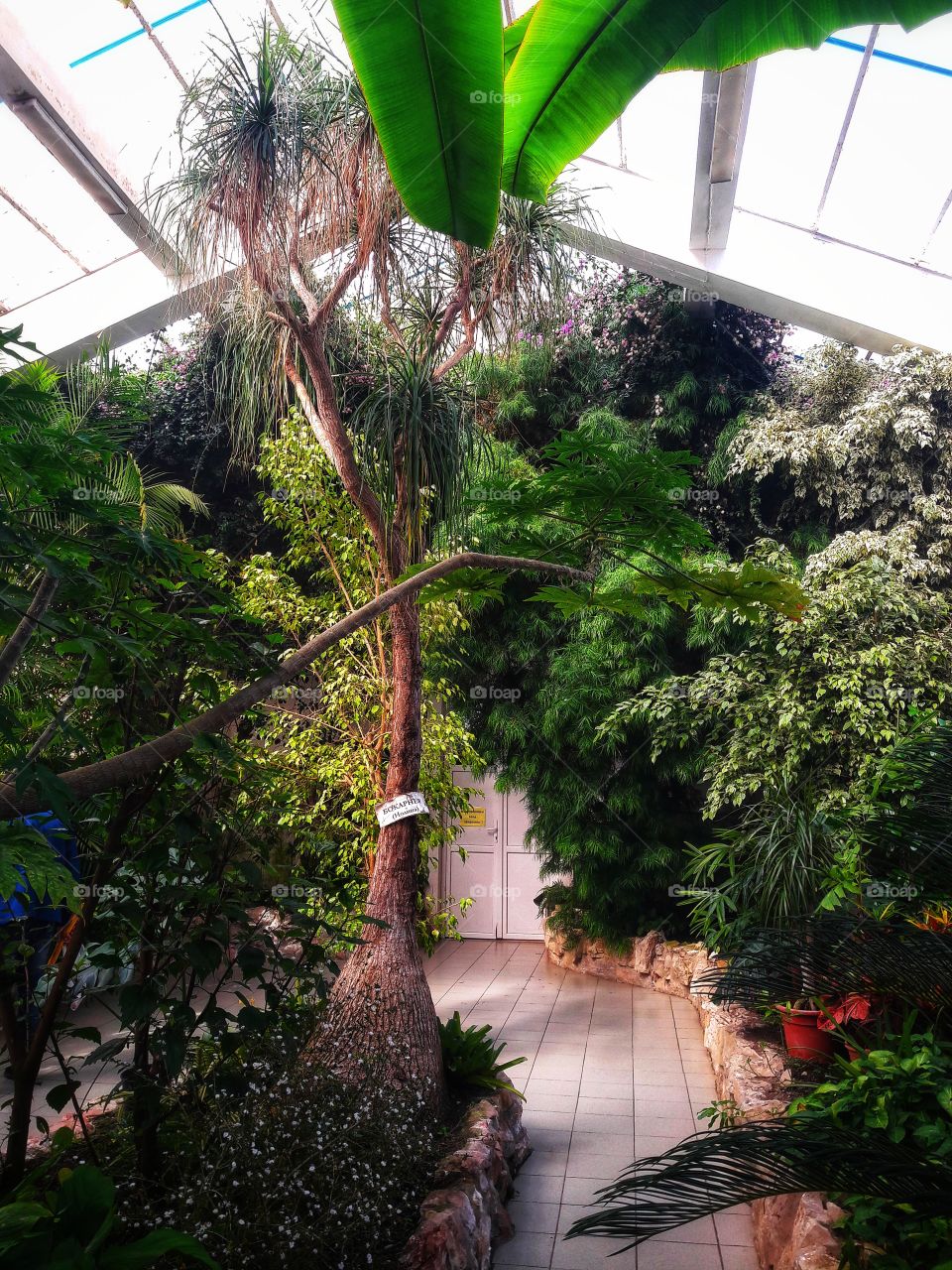 Spring flowers wild nature greens outdoor plant flower beauty