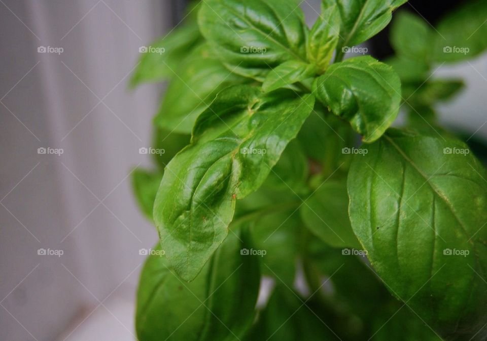 plants herbs basil basil leaves by Petalskull