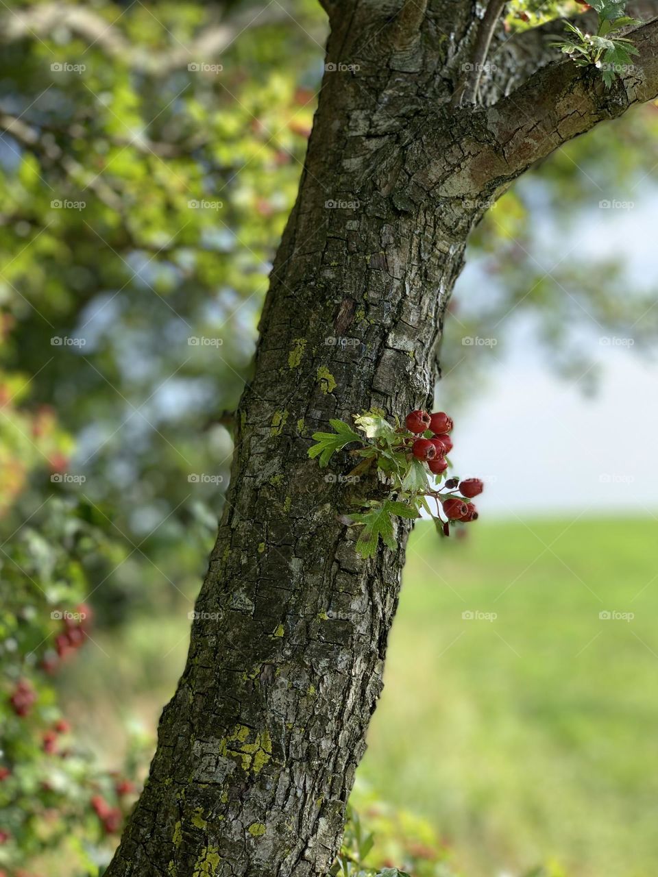 Berries on the tree