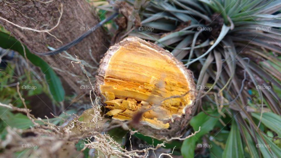 Galho cortado. Pau, madeira...