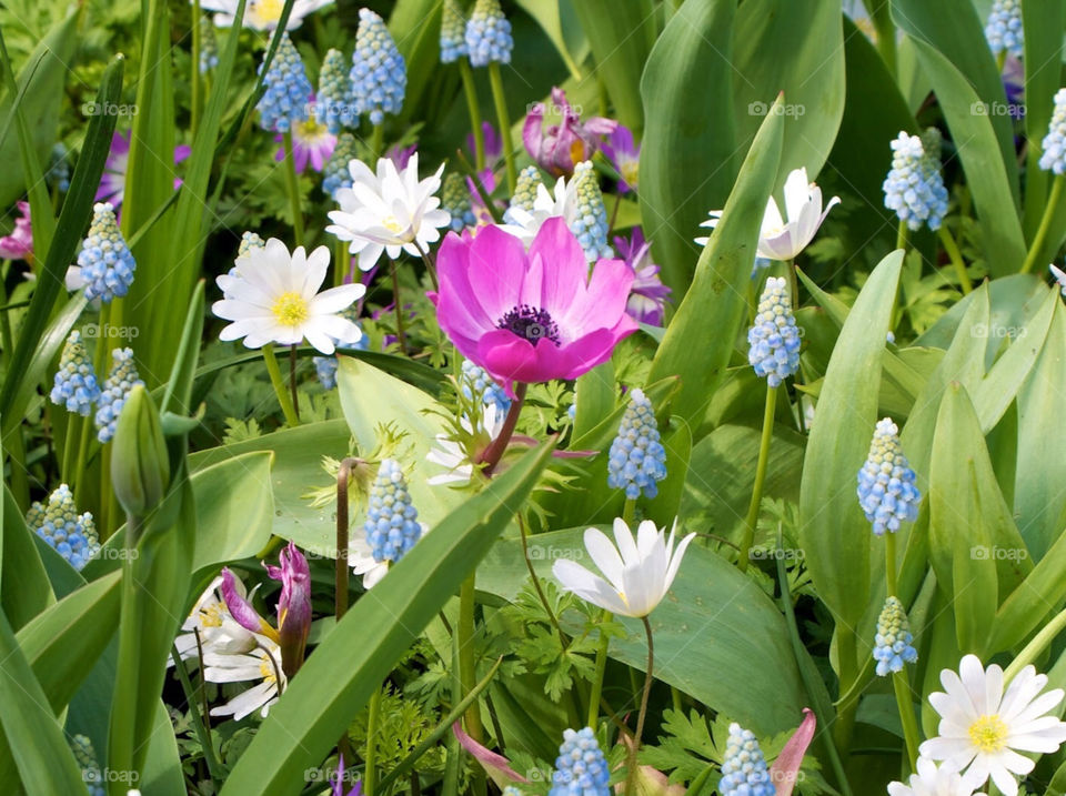 Pretty flowers