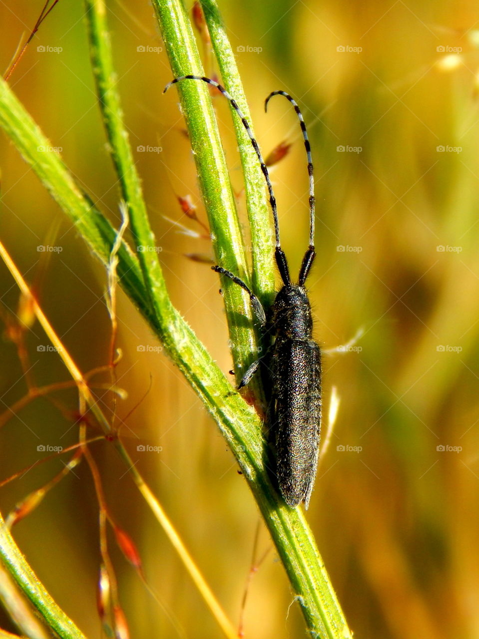 Incredible black insect sitting on the grass in sunny days