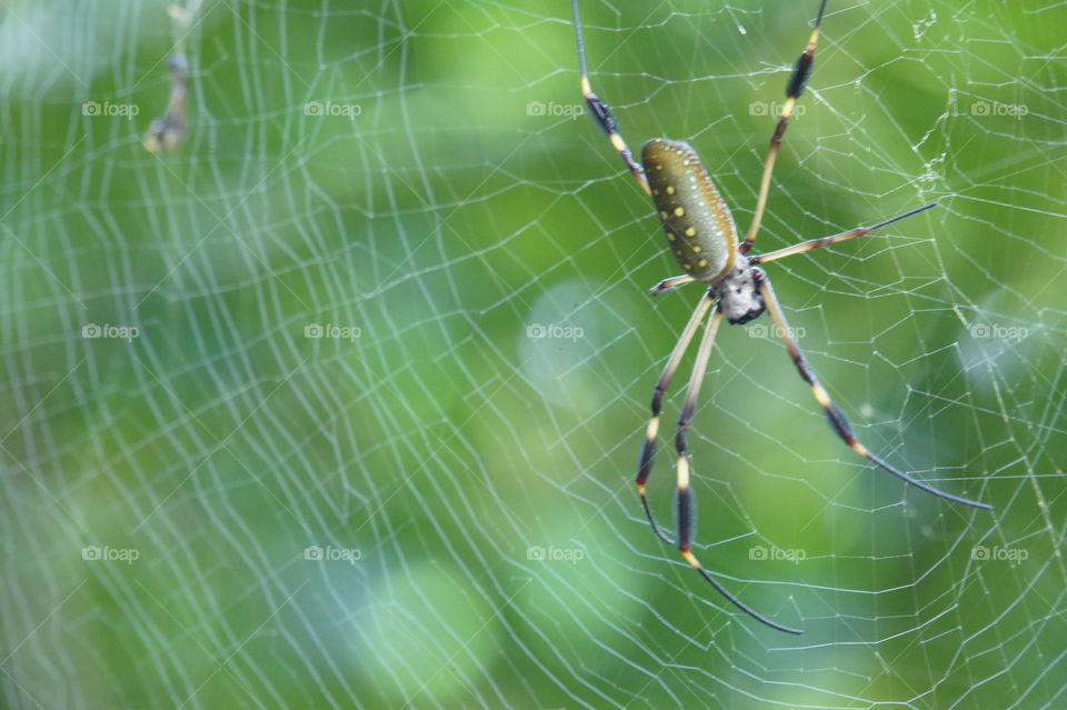 Spider in cob