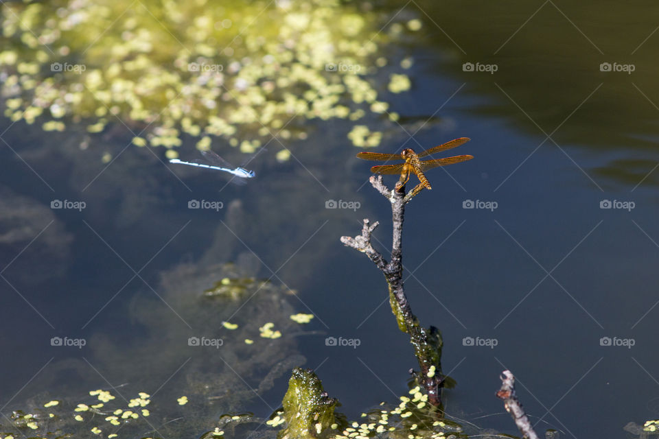 Dragonflies on the lake