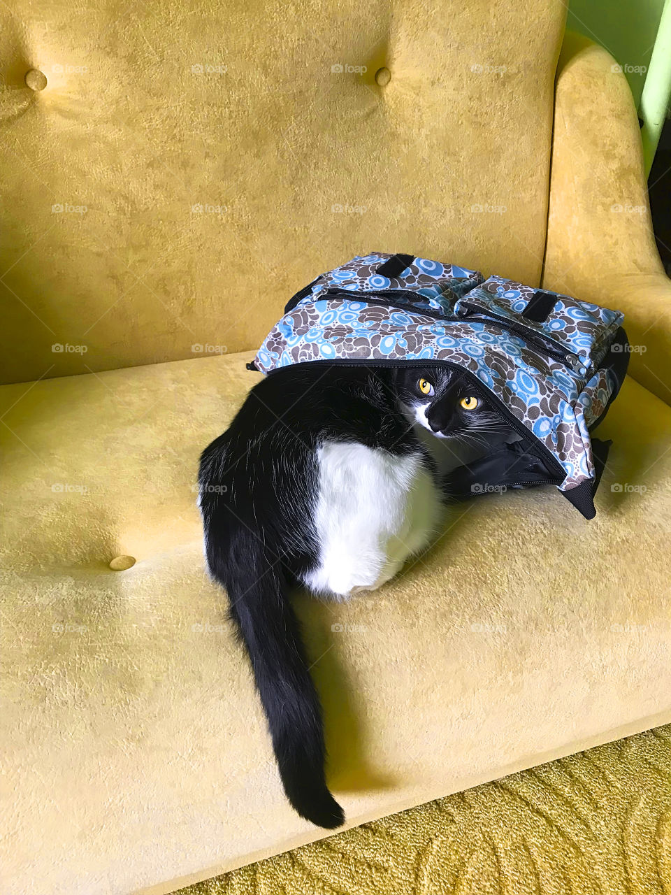 Cute cat with yellow eyes funny spying in the blue bag on yellow sofa at home 