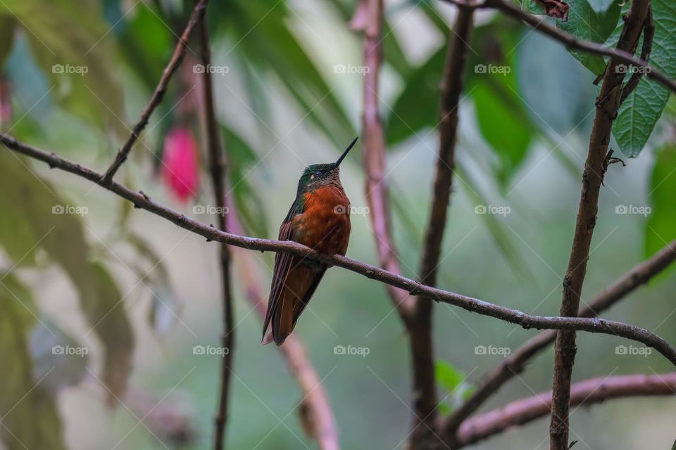 Hummingbird in a tree 