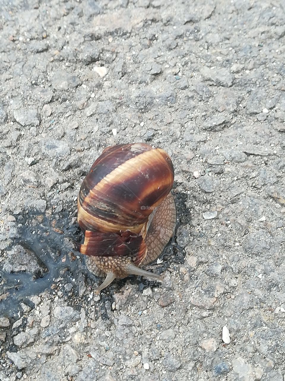 Snail, beautiful, nature