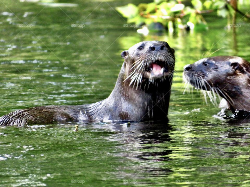 Otters in Rainbow River Florida