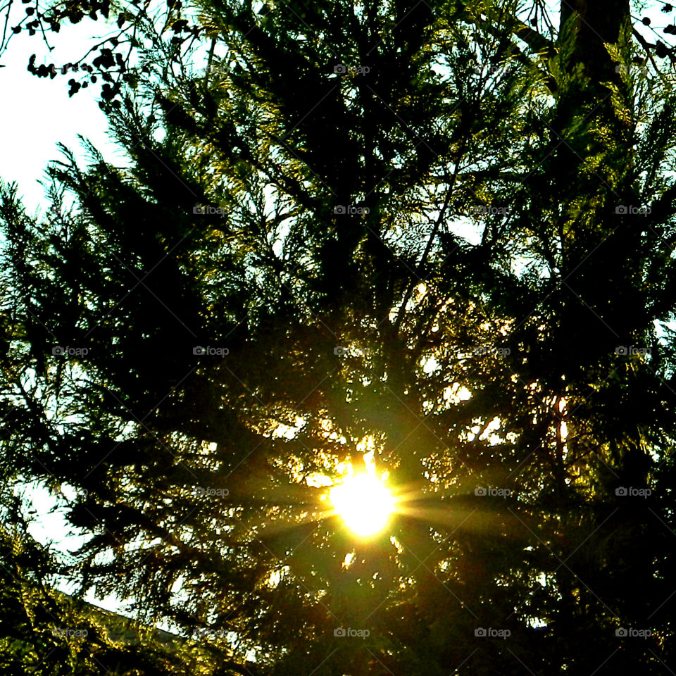 A Forest in every season! The forest's smell was fresh and organic! You could hear rustling as the wildlife scattered as the twigs were crunching under my feet. The trees were the towers of the forest. There are forests for all four seasons which display their own individual characteristics!