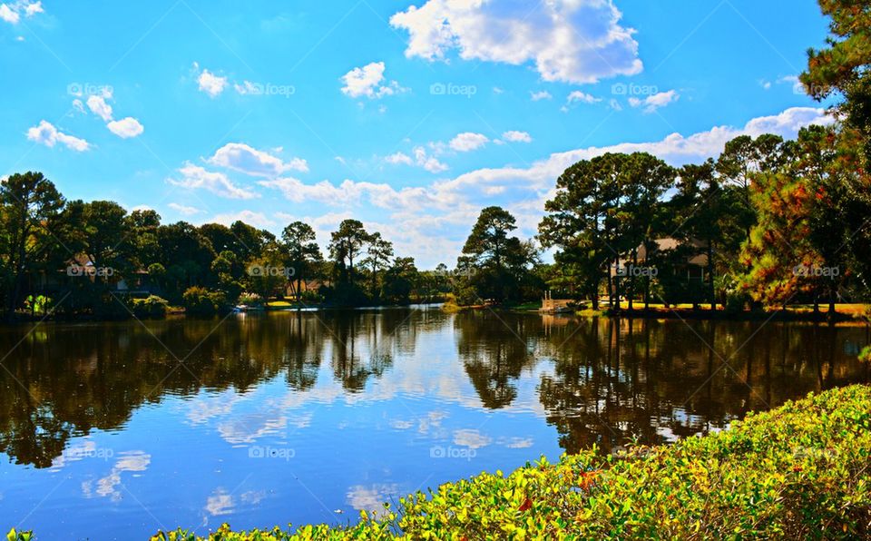 Trees reflecting on lake