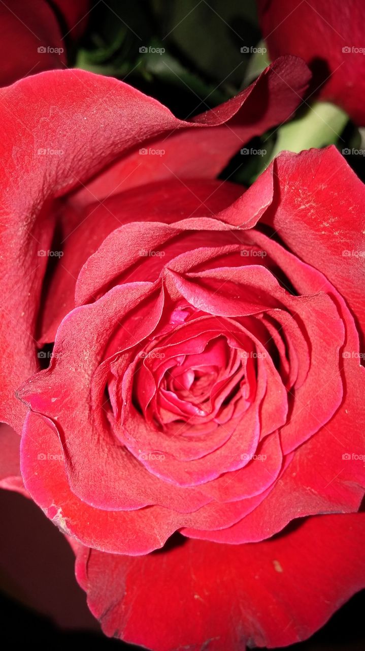 beautiful red rose !!!