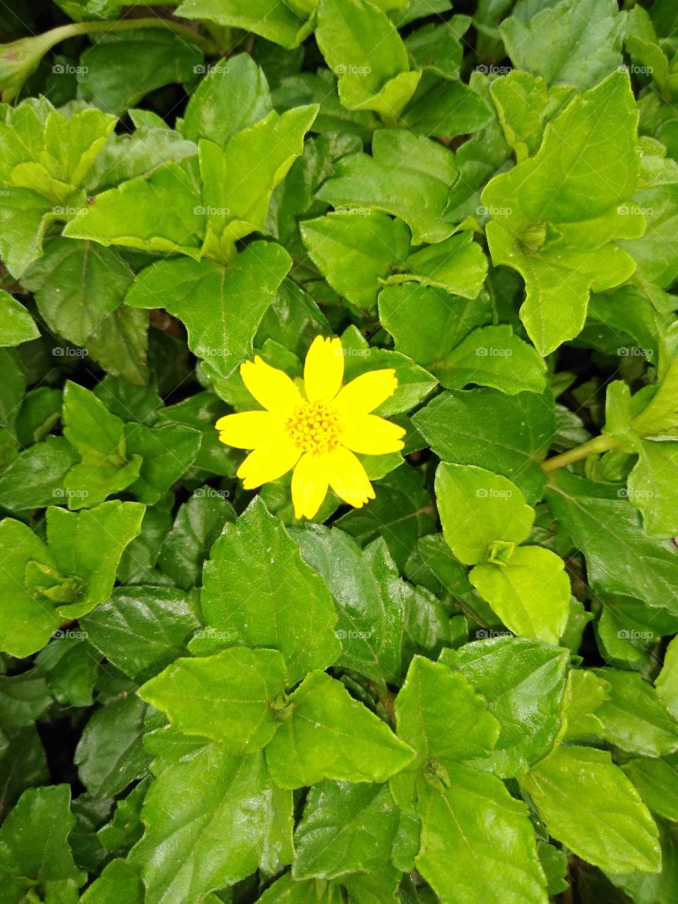 a beautiful yellow flower in a garden