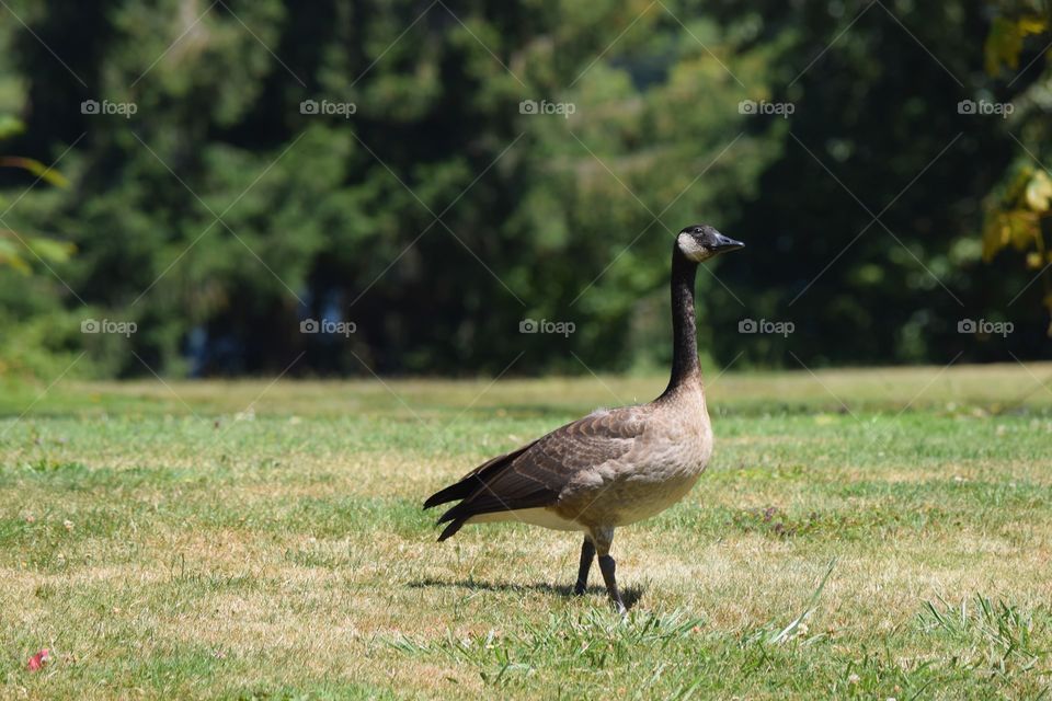 One Goose
