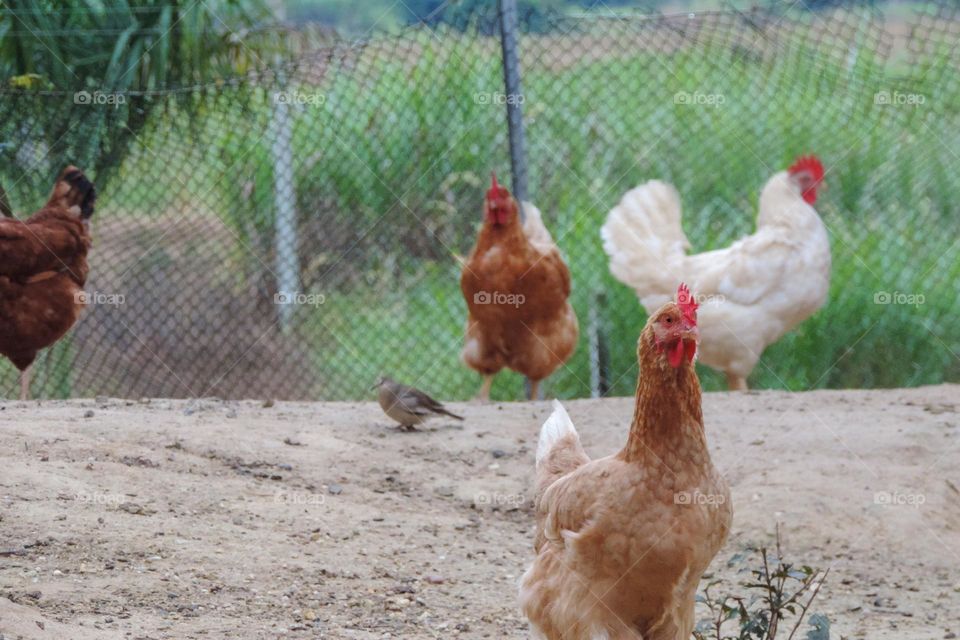 The daily life of chickens and co.