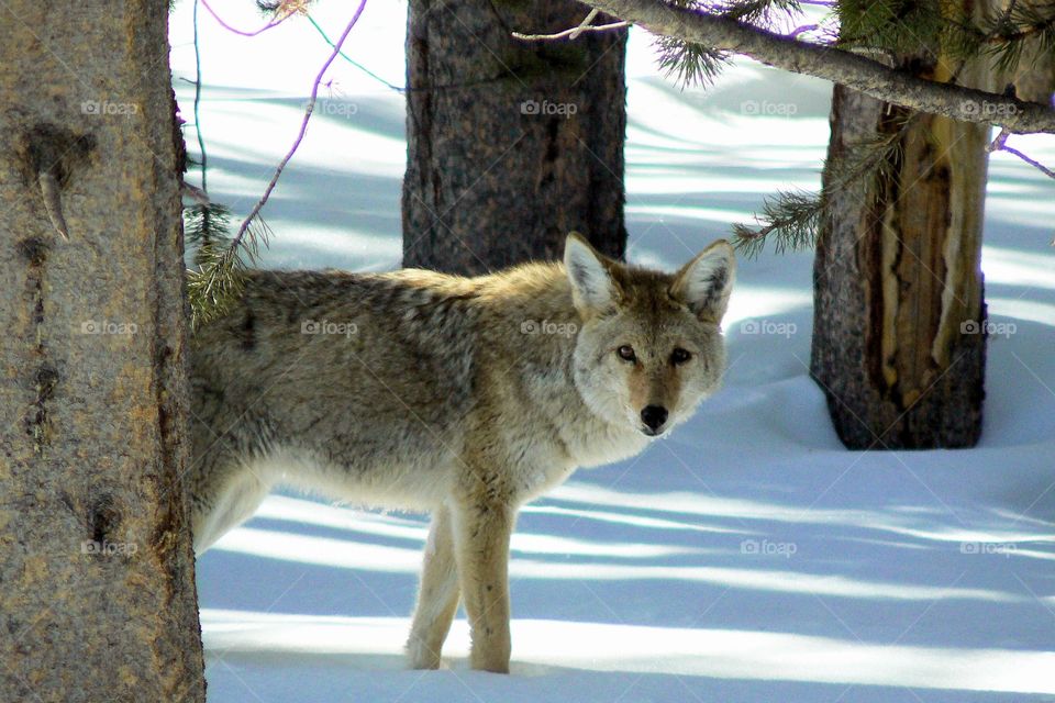 Coyote out for a winter stroll