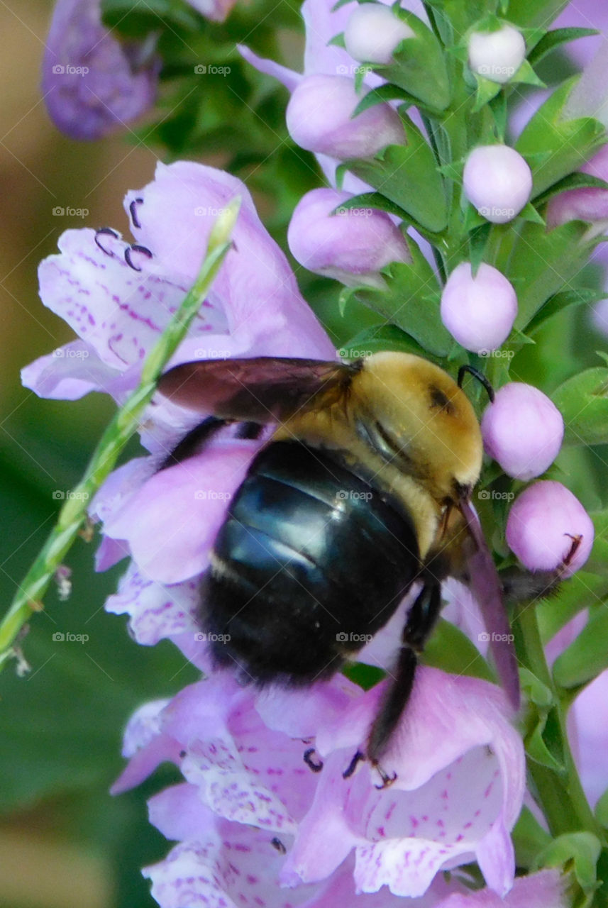 Extreme close-up of insect on purple follwer