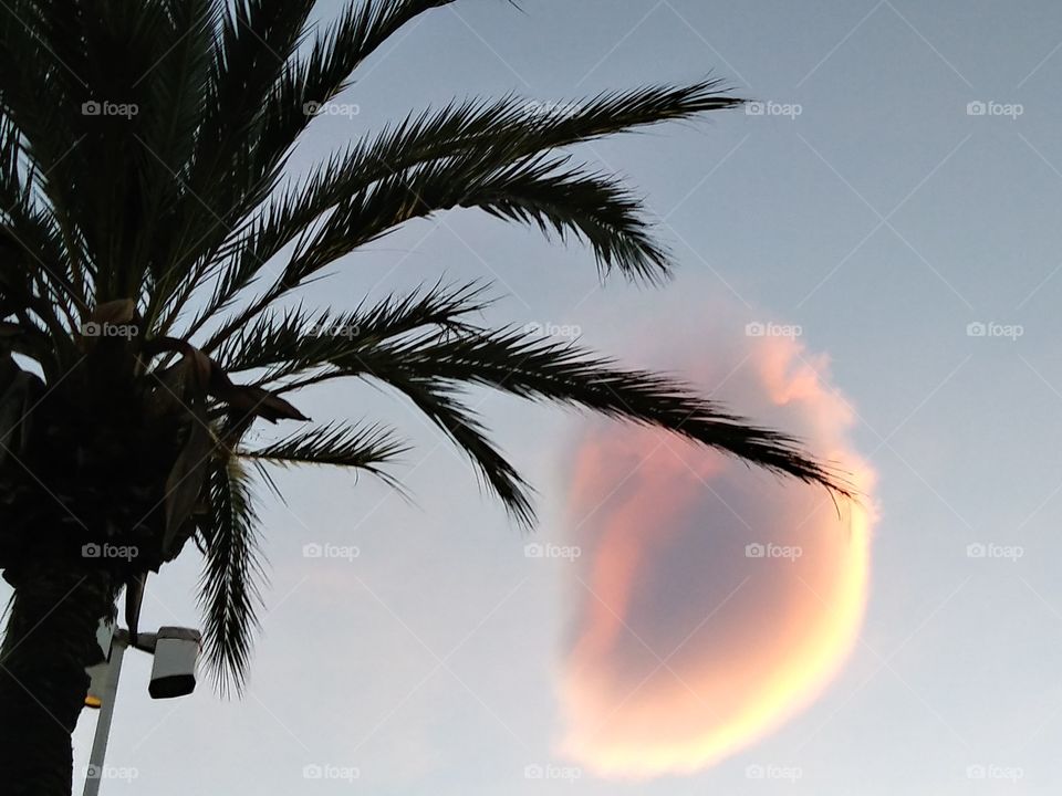nuvola palma tramonto