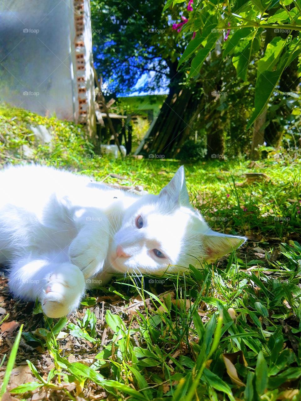 cat relaxing on the grass