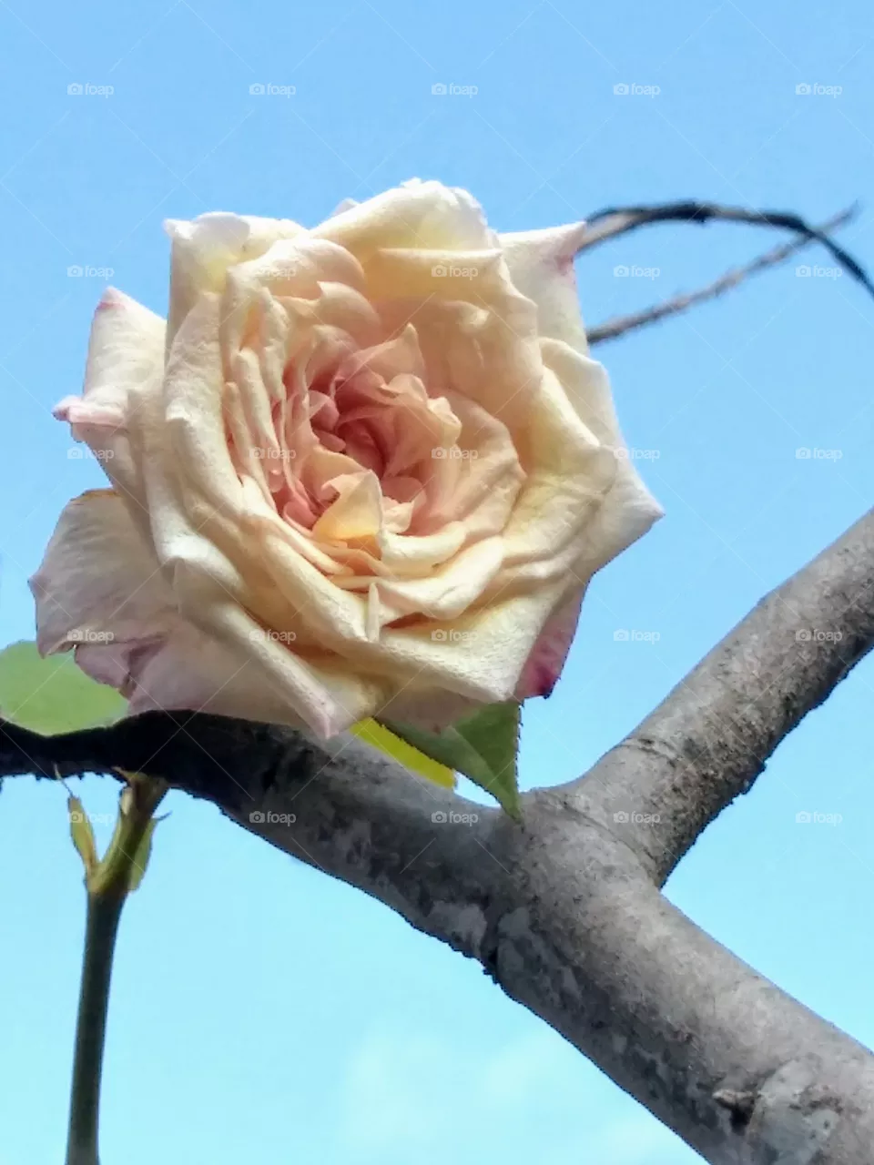 flower