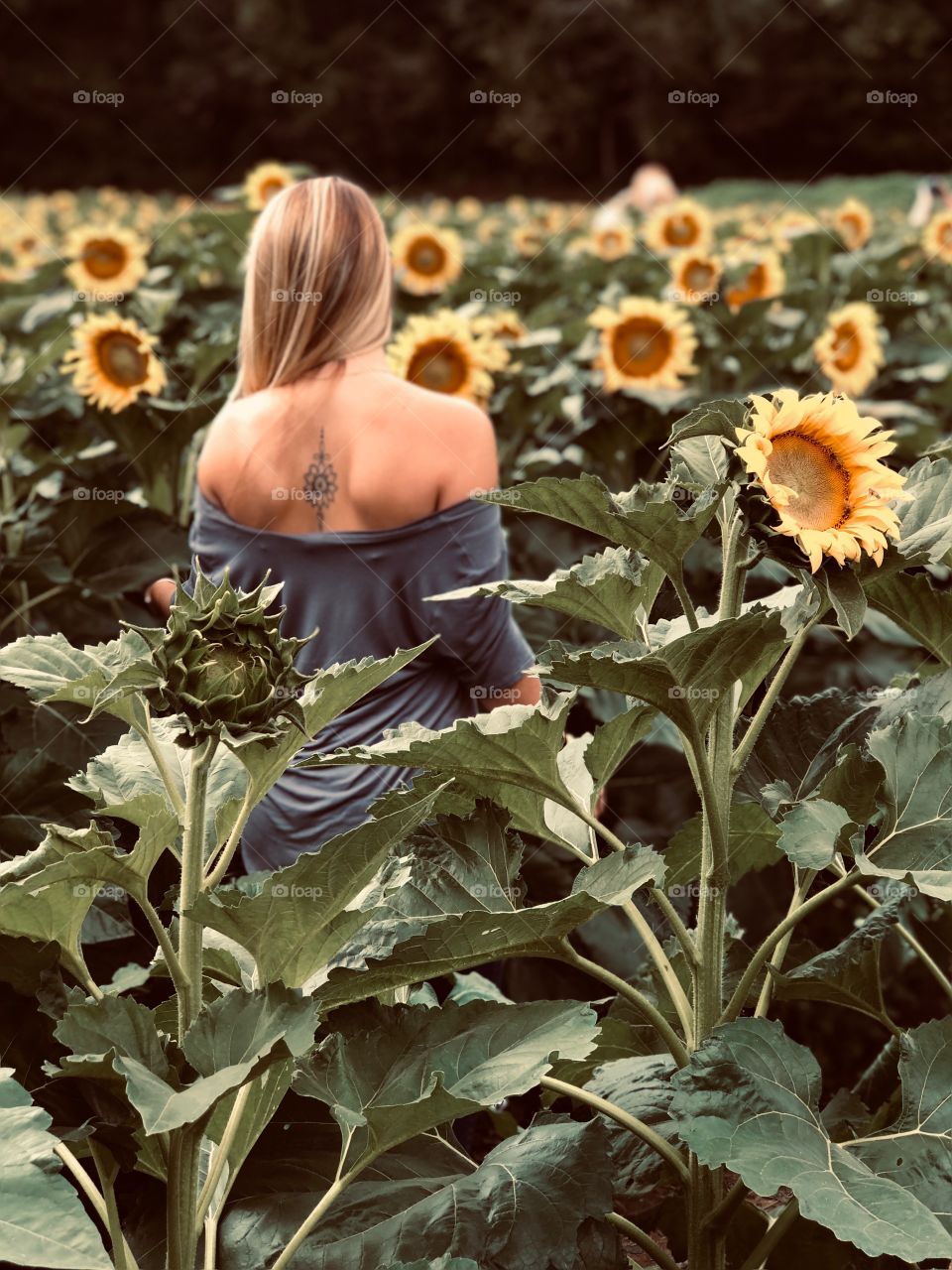 Sunflower Field