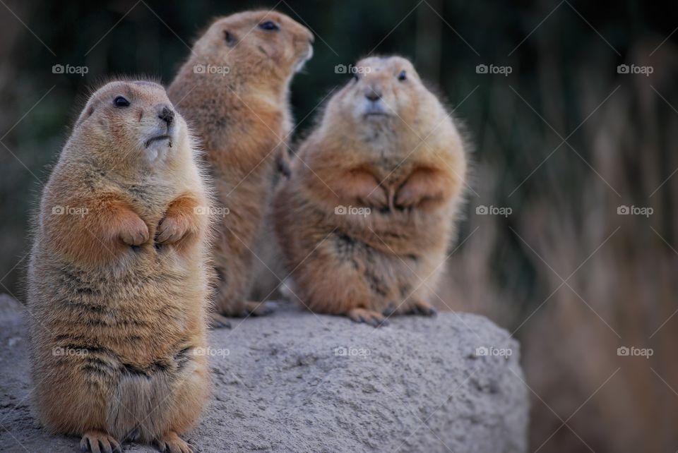 Three marmots