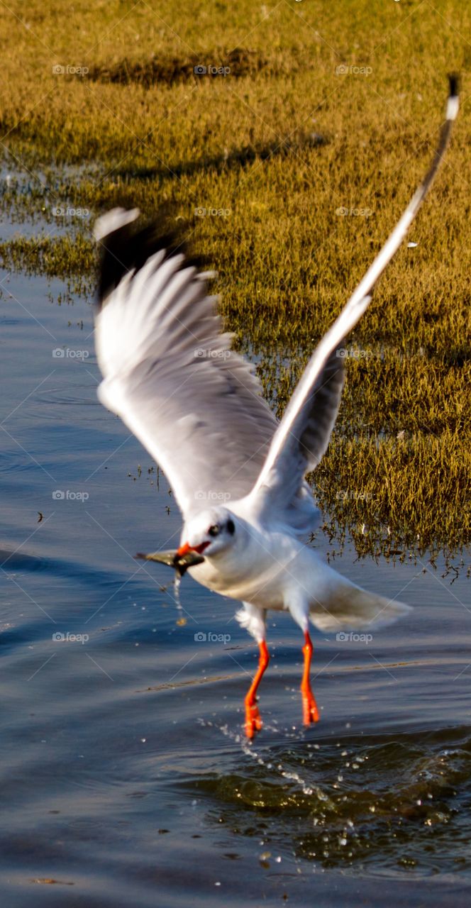 watching a seagull fishing in the afternoon 🙂