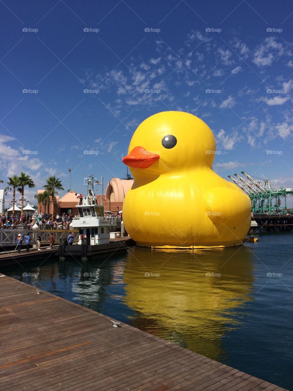 The Worlds Largest Rubber Duck