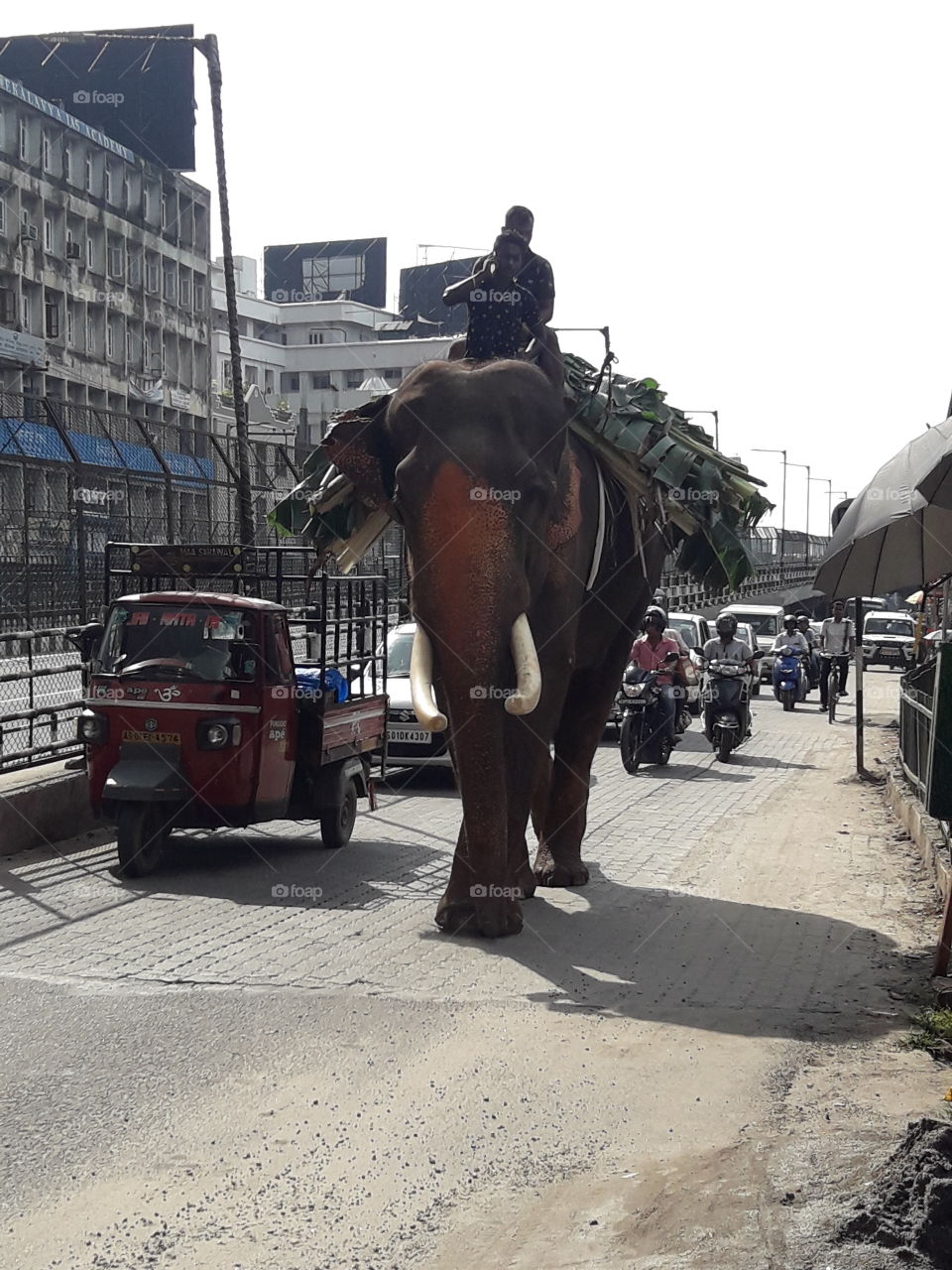 Elephant on Road of India Guwahati City