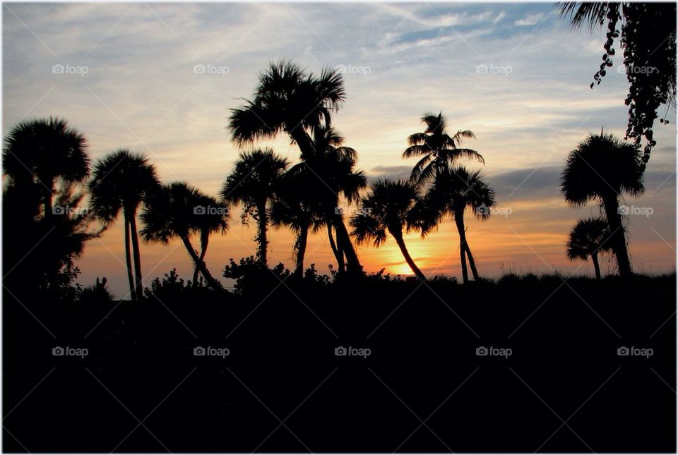 Palms at Sunset