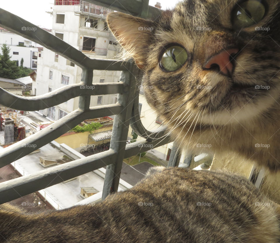 Close-up of cat near window
