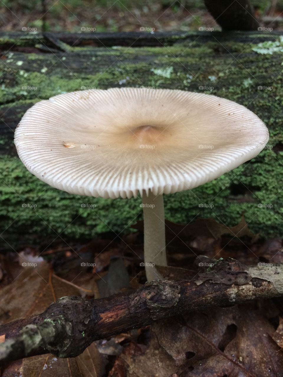Mushroom 