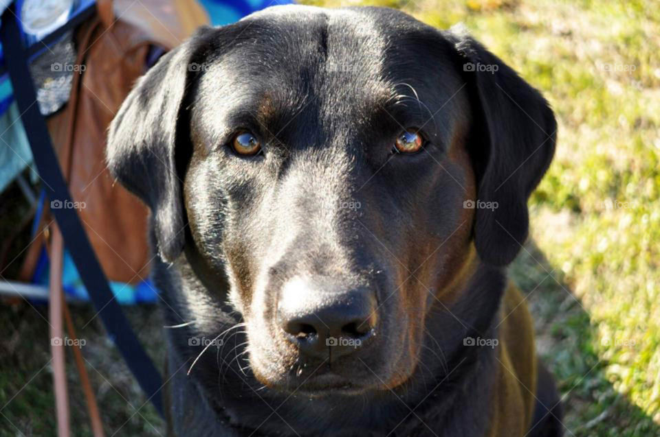 Black Lab. Stoic looking black lab at a local baseball game