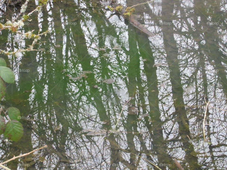 trees in the pond