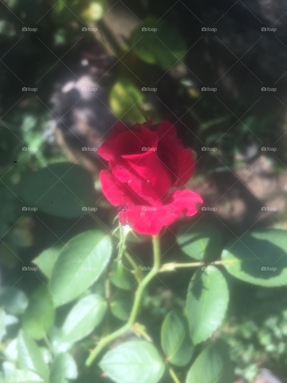 Beautiful rose in a village 