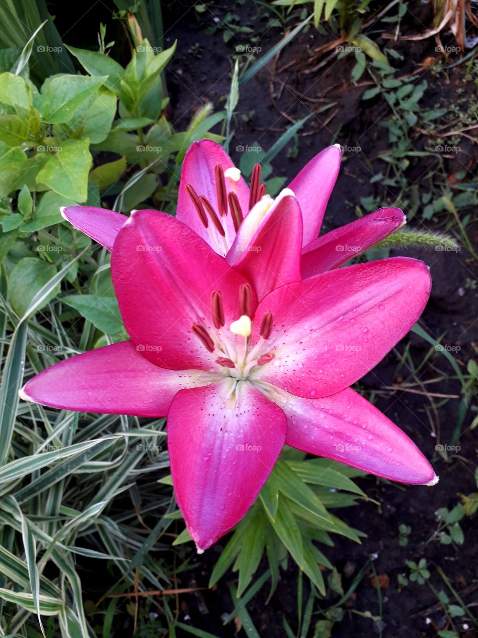 lily flower