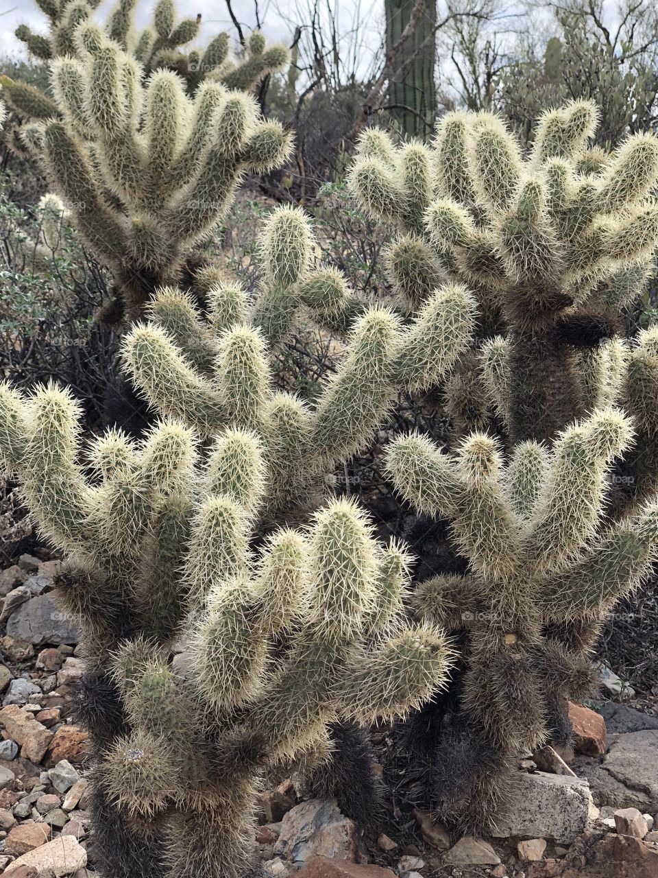 Sonoran Desert Cholla