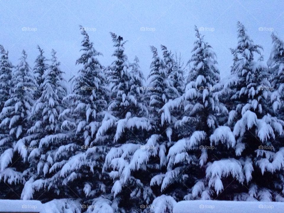 Snow covered trees