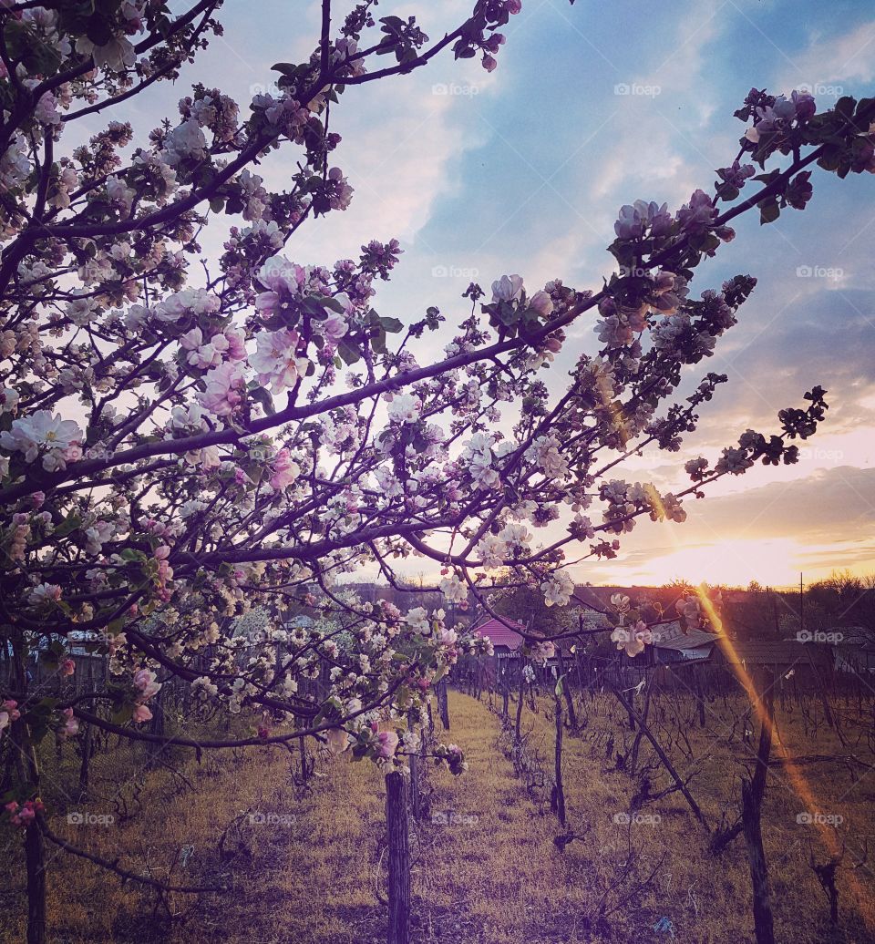 Spring flowers.