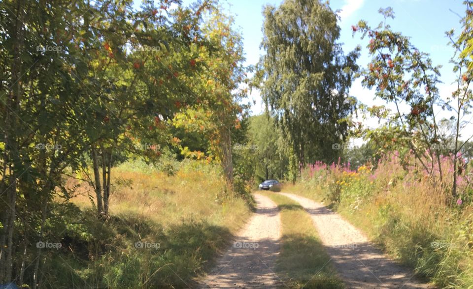 Small road  in the countryside in  Varberg ,Sweden