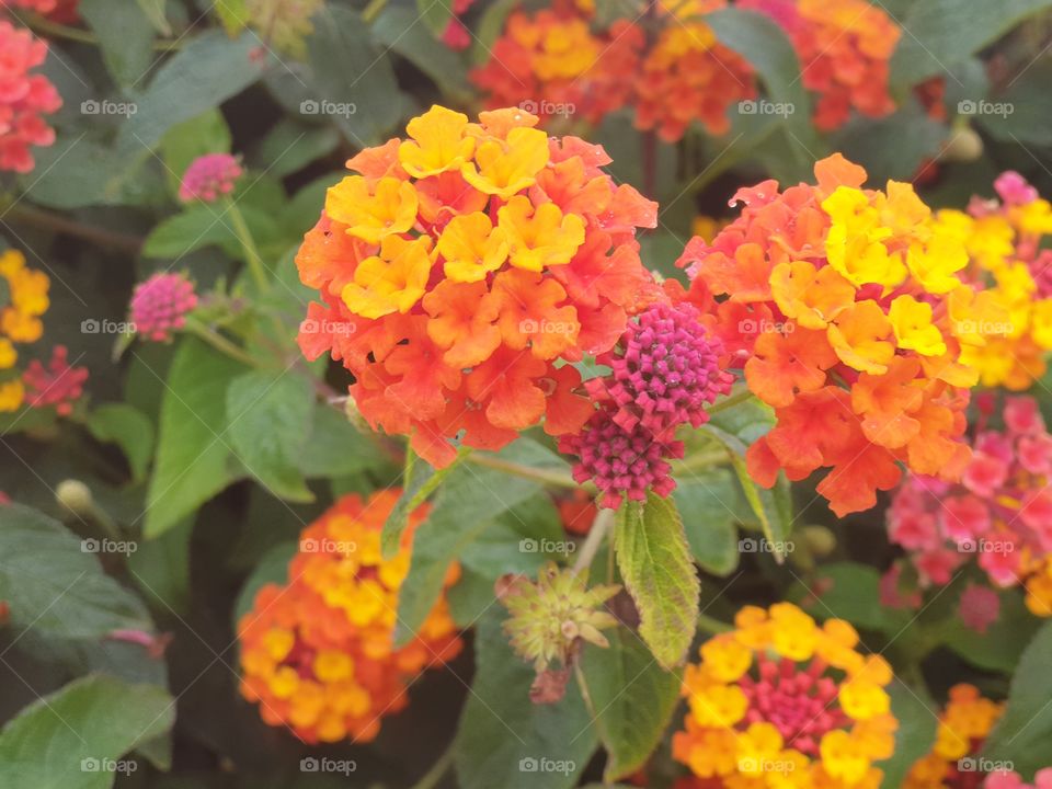 Flowers#blossom#nature#plant#vegetation#colors