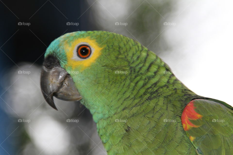 parrot