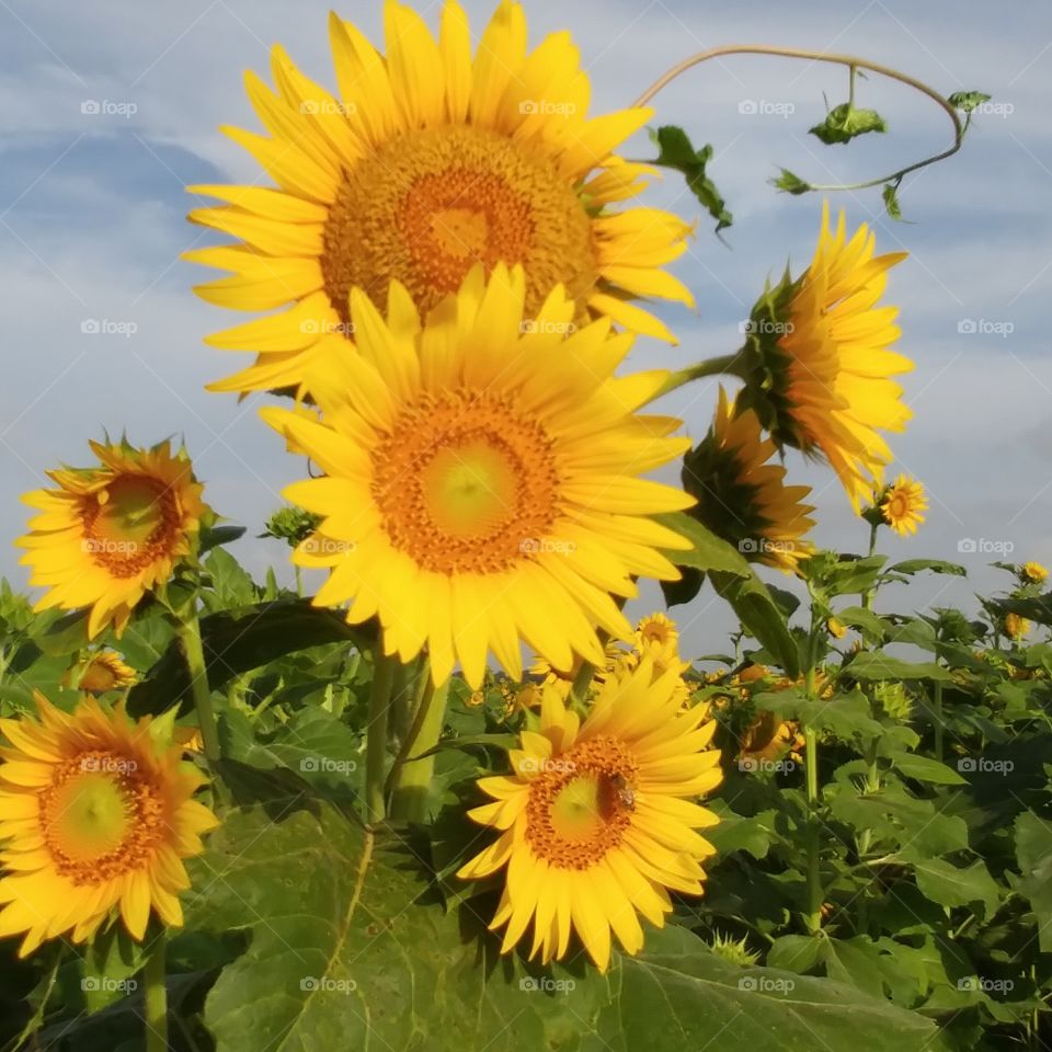 Sunflowers in Arnaudville