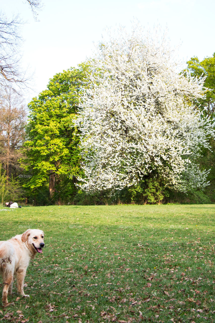 Dog at the park