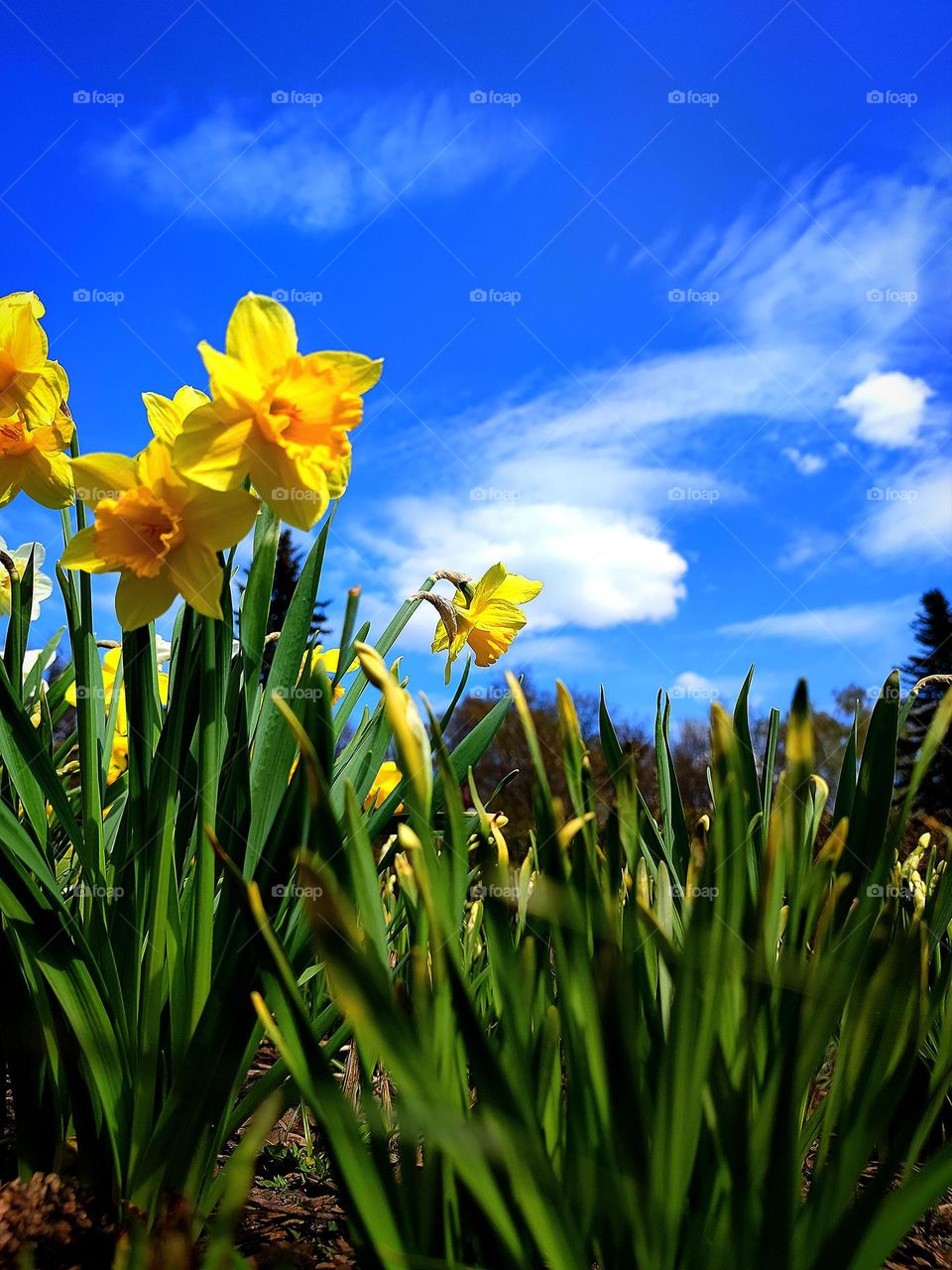 Spring flowers. The contrast of colors in nature. Yellow flowers of daffodils with green leaves against a blue sky with white clouds